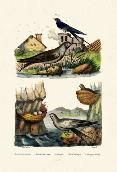 Barn Swallow von French School, (19th century)