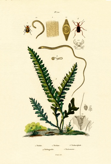 Bee Beetle von French School, (19th century)