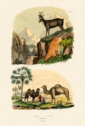 Dromedary 1833-39