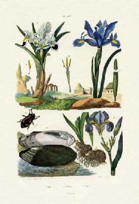 Engraver Beetle 1833-39