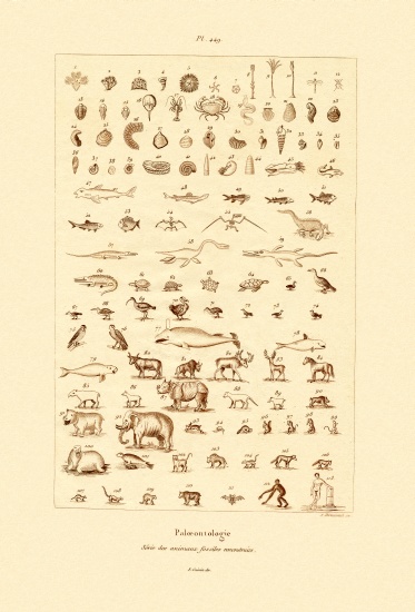 Paleontology von French School, (19th century)