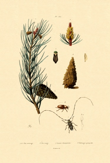 Scots Pine von French School, (19th century)