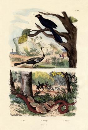 Smooth-billed Ani 1833-39