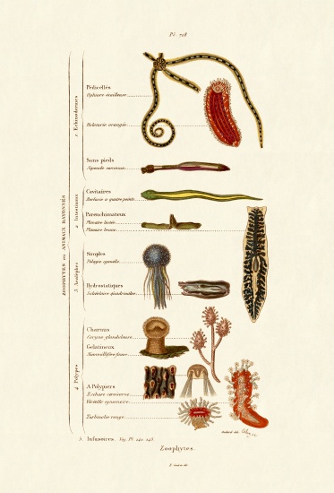 Zoophytes von French School, (19th century)