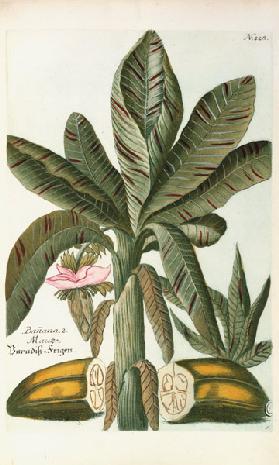 Banana, from J. Weinmann's Phytanthoza Iconographia 1734-45