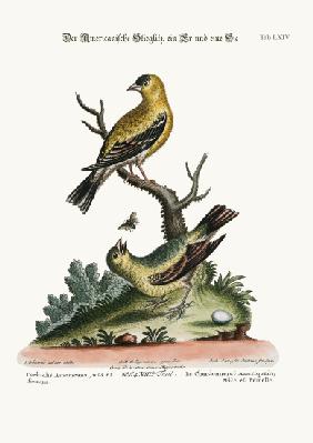The American Goldfinch, Cock and Hen 1749-73