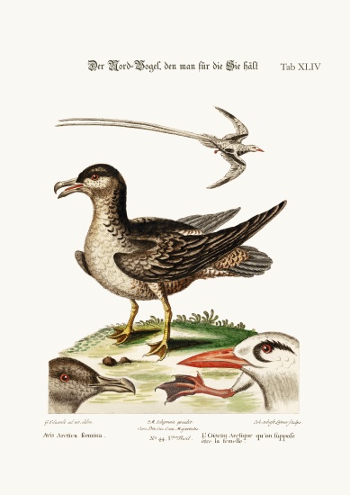 The Arctick Bird, supposed to be the Hen. The Tropick Bird von George Edwards