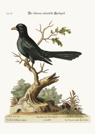 The black Indian Cuckow von George Edwards