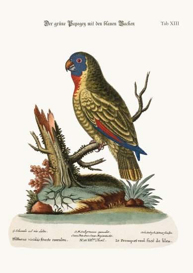 The Blue-faced Green Parrot von George Edwards