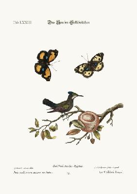 The crested Hummingbird 1749-73