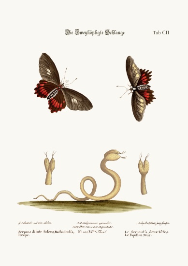 The Double-headed Snake. The Black Butterflies von George Edwards