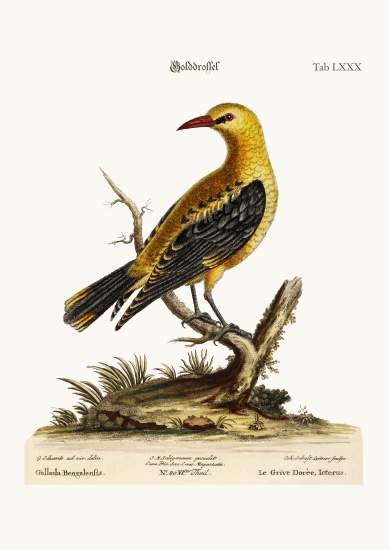 The Golden Thrush von George Edwards