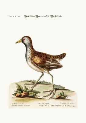 The little American Water Hen 1749-73