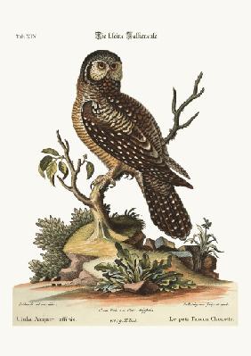 The little Hawk Owl 1749-73
