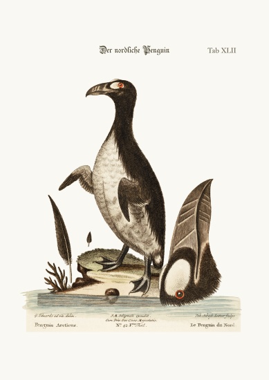 The Northern Penguin von George Edwards