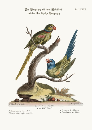 The Ring Parrakeet, and the Blue-headed Parrakeet von George Edwards