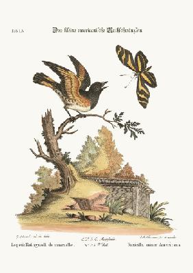 The small American Redstart 1749-73