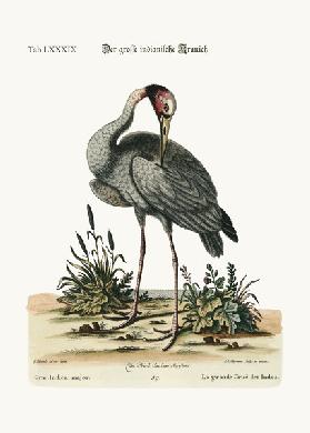 The greater Indian Crane 1749-73