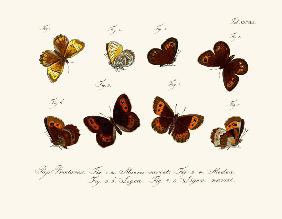 Butterflies 1783-1806