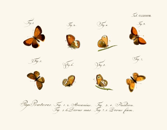 Butterflies von German School, (18th century)