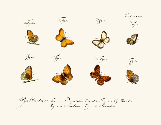 Butterflies von German School, (18th century)