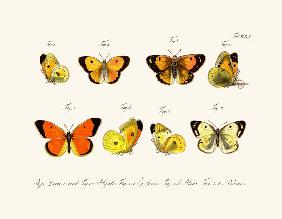 Butterflies 1783-1806