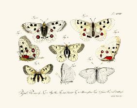 Butterflies 1783-1806