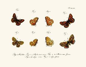 Butterflies 1783-1806