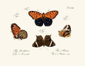 Butterflies 1783-1806