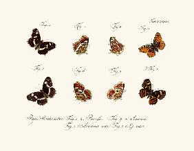 Butterflies 1783-1806