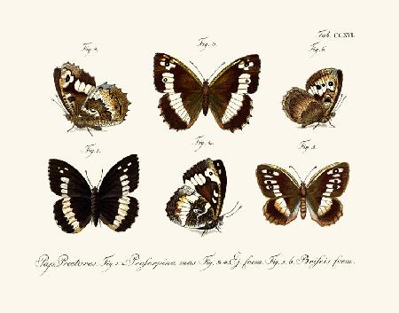 Butterflies 1783-1806