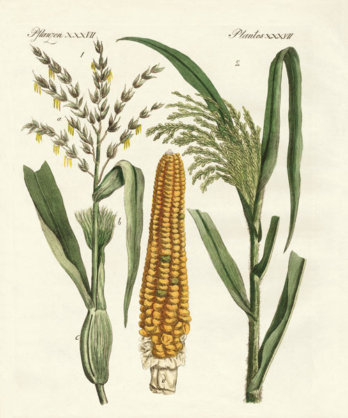 Kinds of corns von German School, (19th century)