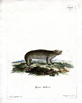 American Hyrax