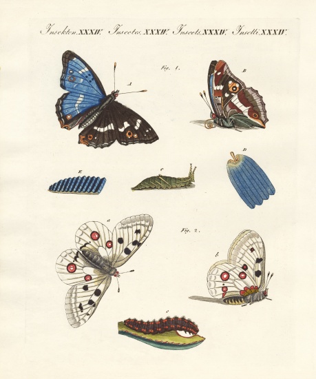 Beatiful butterflies von German School, (19th century)