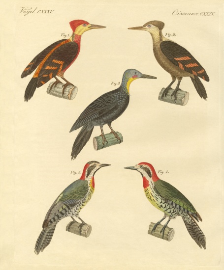 Beautiful and foreign woodpecker von German School, (19th century)