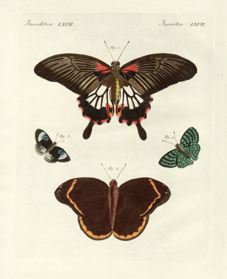 Beautiful foreign butterflies von German School, (19th century)