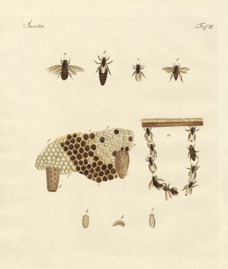 Bees von German School, (19th century)