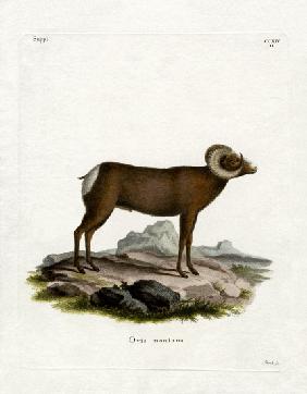 Bighorn Sheep