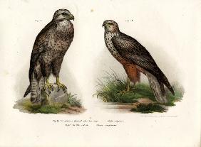 Buzzard 1864