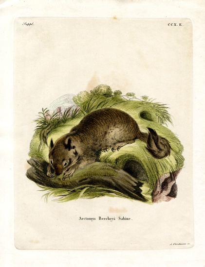 California Ground Squirrel von German School, (19th century)