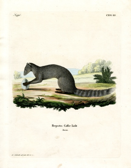 Cape Grey Mongoose von German School, (19th century)