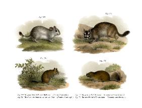 Chinchilla 1860