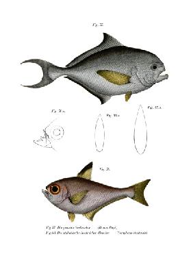 Common Bream