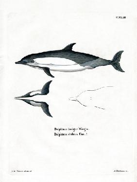 Common Dolphin