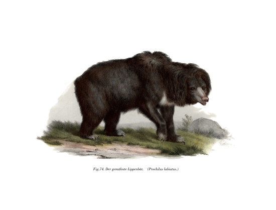 Common Indian Sloth Bear von German School, (19th century)