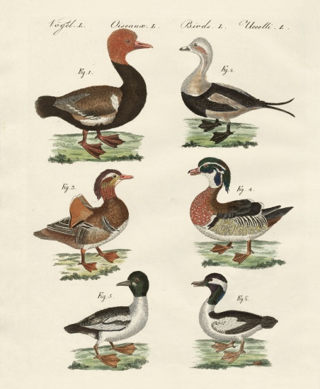 Different kinds of ducks von German School, (19th century)