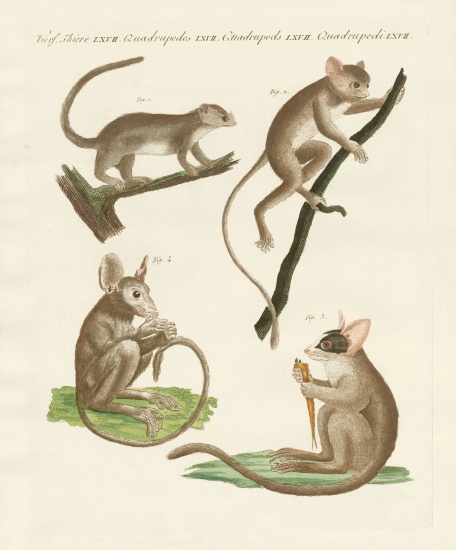 Different kinds of lemurs von German School, (19th century)