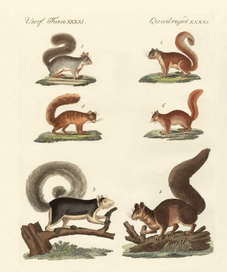 Different kinds of squirrels von German School, (19th century)