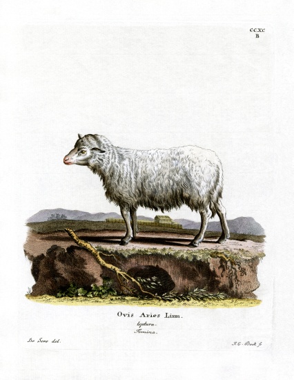 Domestic Sheep von German School, (19th century)