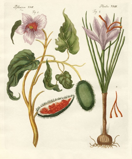 Dye plants von German School, (19th century)
